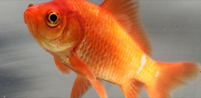 златне рибице акваријске болести
