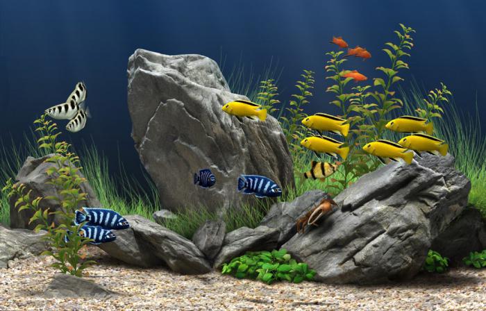 vzdrževanje akvarijskih rib