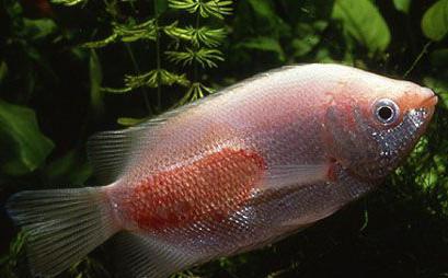 znakovi bolesti akvarijskih riba