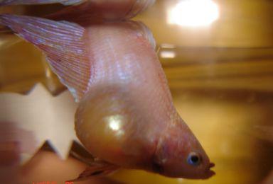 вањски знаци болести акваријских риба