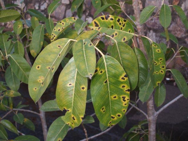 Bolesti Ficusa