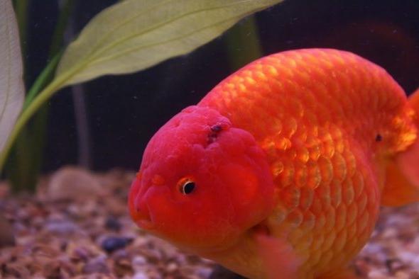болести на златните аквариумни риби
