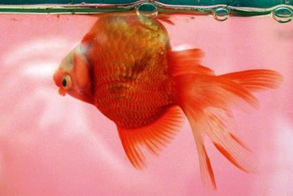 болести златне рибице