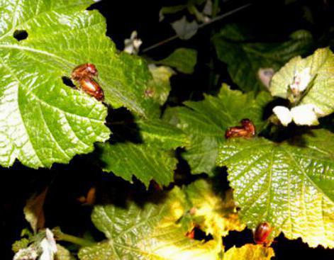 choroby winogron i ich leczenie