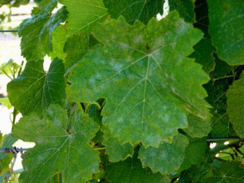 choroba liści winogronowych