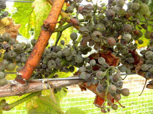 choroby i kontrola winogron