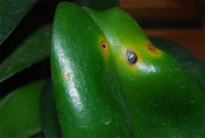 Choroba i leczenie storczyków Phalaenopsis
