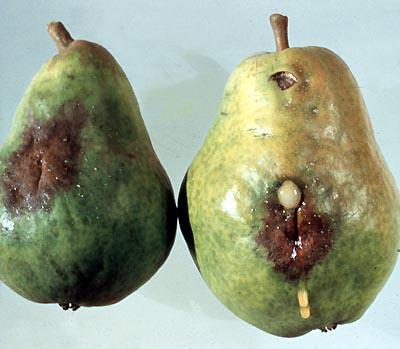 malattie della pera e loro trattamento