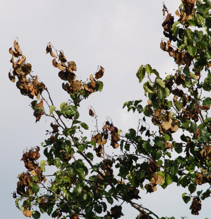 le malattie della pera diventano foglie nere