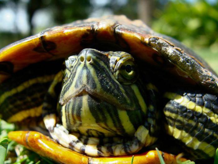 Chore choroby żółwia