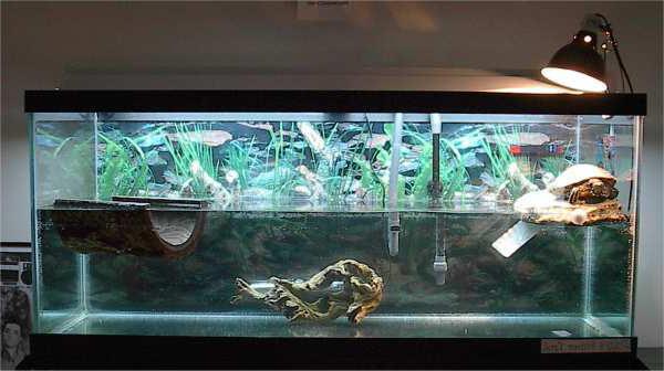 Болести червеногухи костенурки и тяхната снимка за лечение