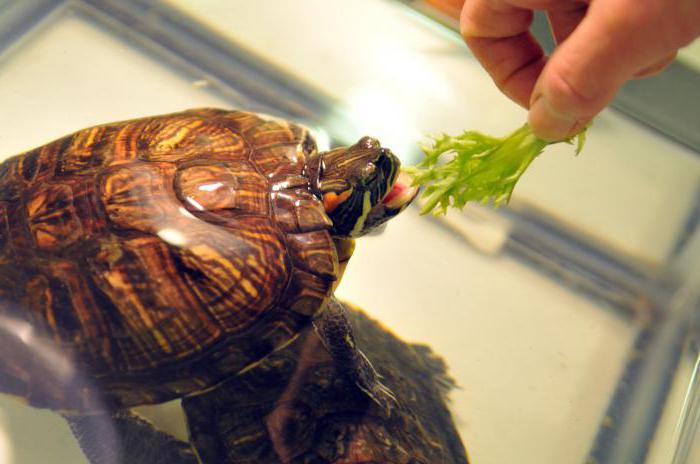 заболяване на очите при червеногухи костенурки как да се лекуват