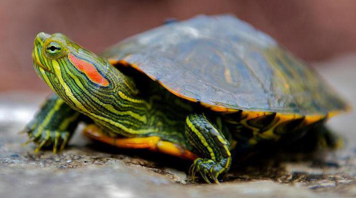 червеногуша костенурка