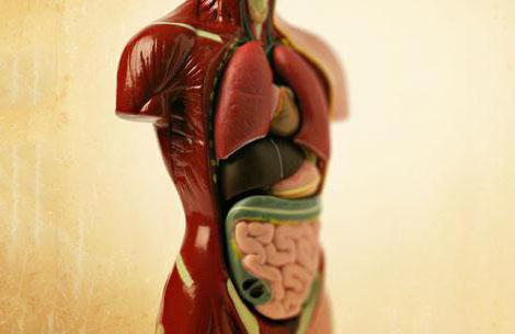 malattie del fegato e sintomi e prevenzione del pancreas