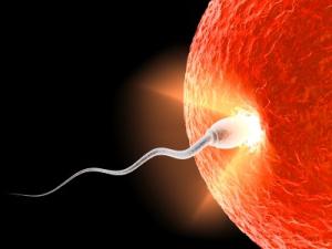 je možné otěhotnět od mazání samčího pohlaví