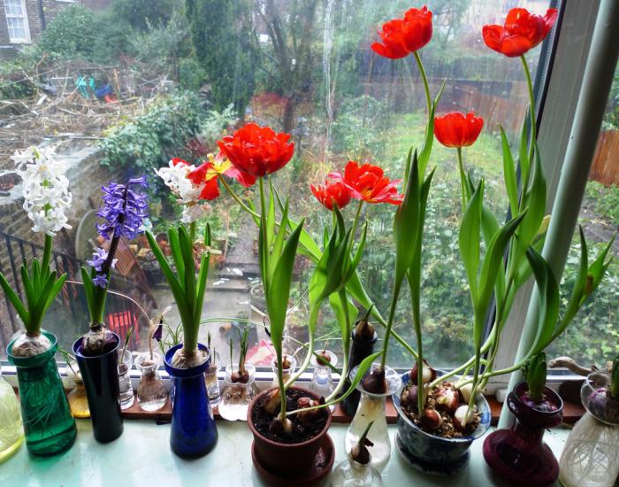 Destilace tulipánů doma