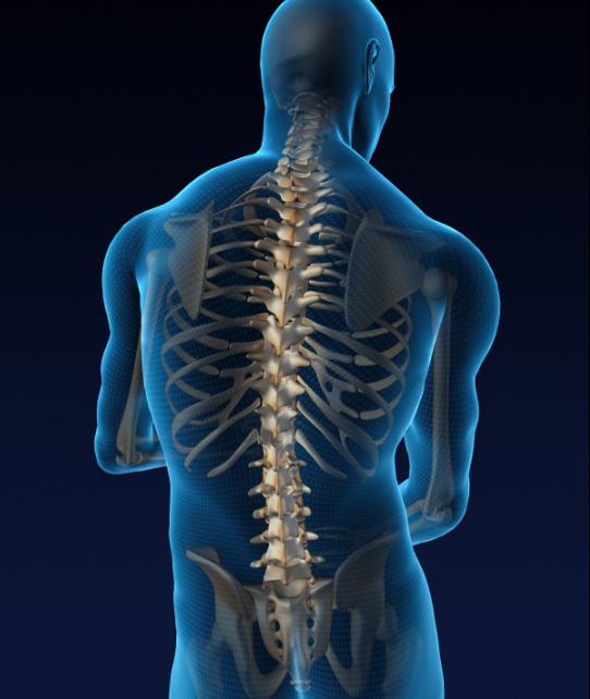 colonna vertebrale umana
