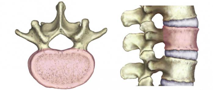 colonna vertebrale cervicale umana