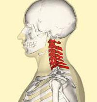 quanti reparti nella colonna vertebrale umana