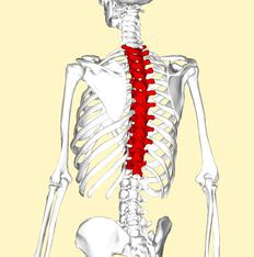 la spina dorsale umana è composta da divisioni