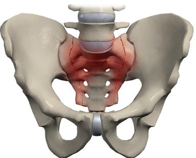 strukturo človeške hrbtenice, njene oddelke in funkcije