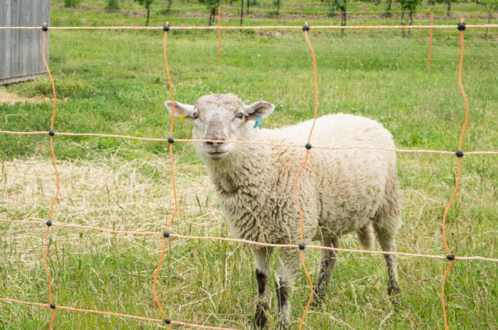 Pastir za ovce z lastnimi rokami