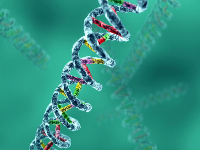 molecola del DNA