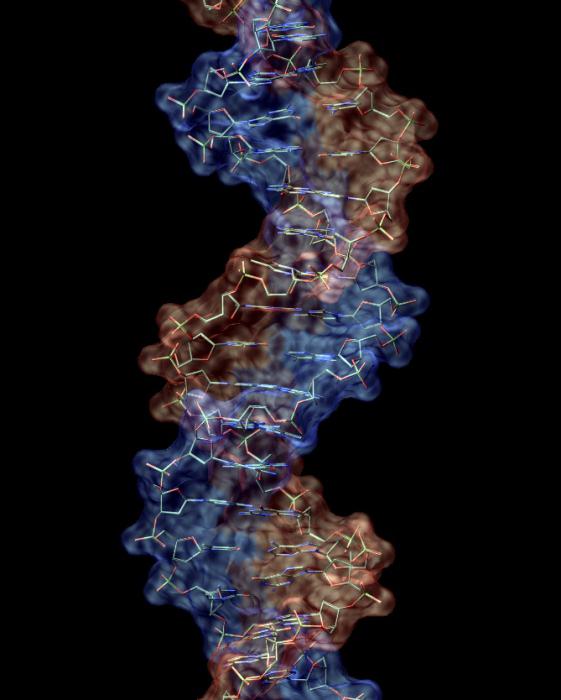 vrste molekul DNK