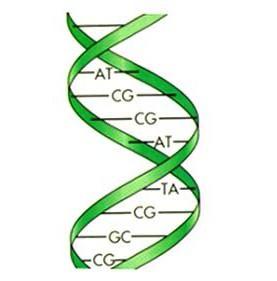 strukturne značilnosti DNK