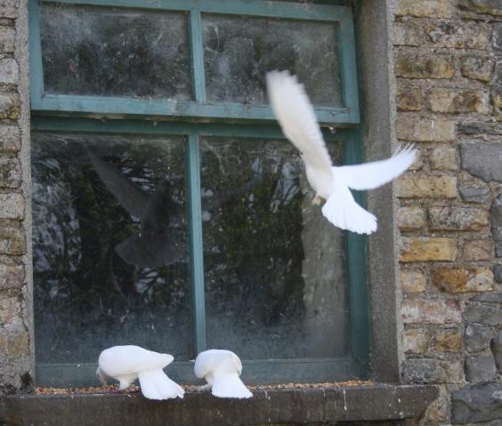 гълъб на перваза на прозореца
