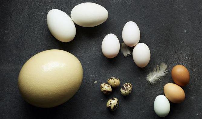 Яйца от различни видове птици