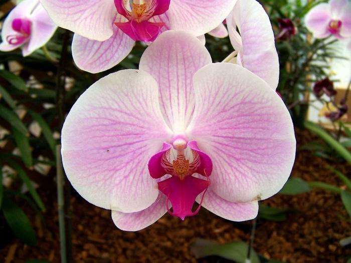 защо цъфти орхидеята