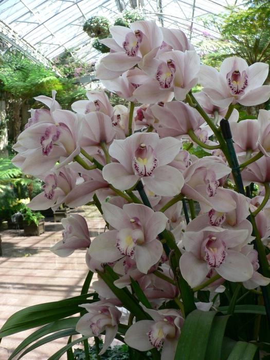 колко цъфти орхидеята