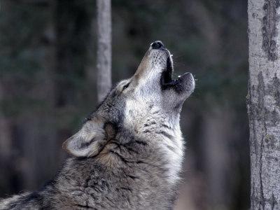 vlci vytí na Měsíci