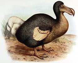 uccello dodo