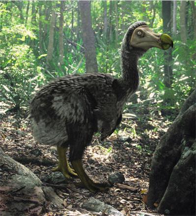 ptasia dodo wyspa