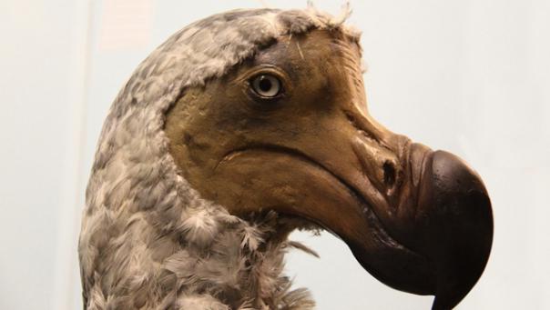 na kterém ostrovu žije pták dodo