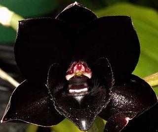 czarna orchidea