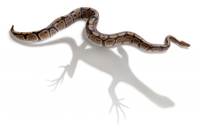 снимка на скелетната змия