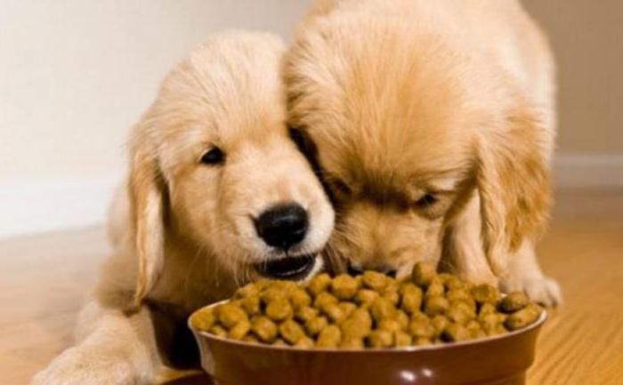 храна за кучета нашата марка видове