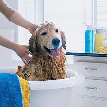 Shampoo secco per cani