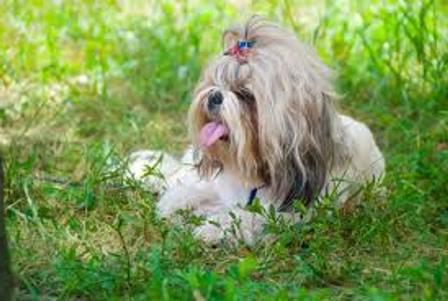 Лечение на вирусни папиломи при куче