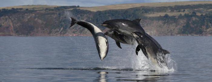 Črno morje delfinov
