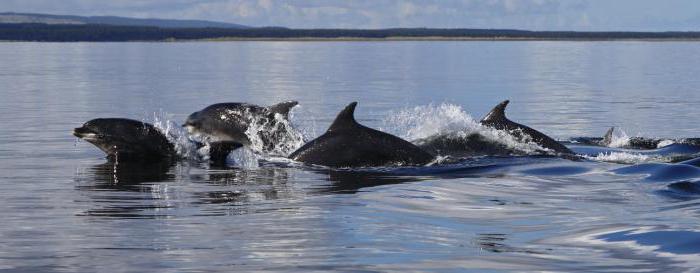 černí moře delfíny bottlenose delfíny