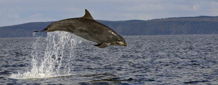 Delfiny morza czarnego na Krymie