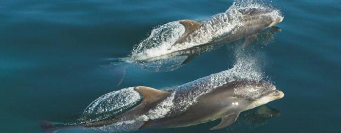 Černé moře delfíny fotografie