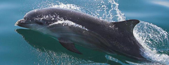 delfin črno morje rdeča knjiga