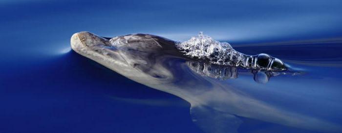 Черноморски делфин, както се нарича
