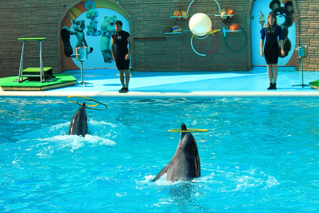 Delfiny przekręcają obręcze