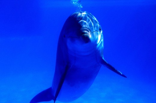 delfín pod vodou
